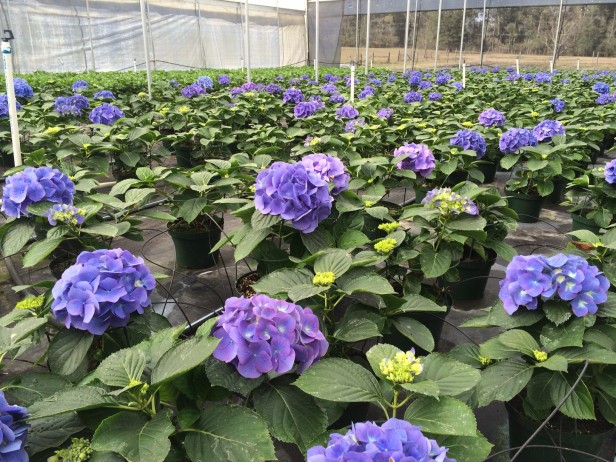 Early Spring Blue Hydrangeas