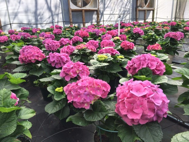 Early Spring Pink Hydrangeas