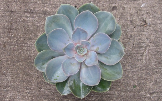 Echeveria Perle Von Nurnberg Succulent