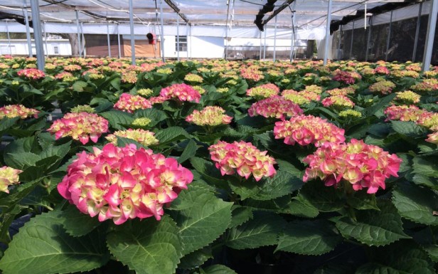 Pink Easter Hydrangeas