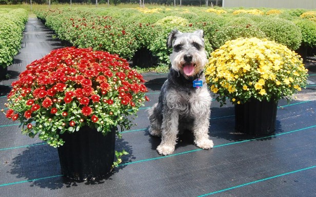 Dog and Fall Garden Mums