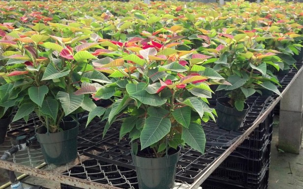 6.5" Poinsettias