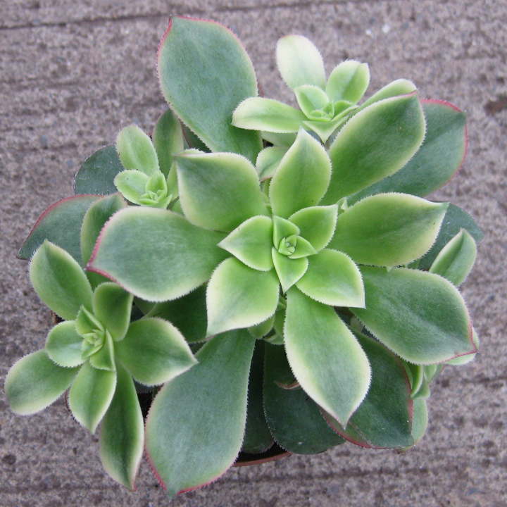 Aeonium Kiwi