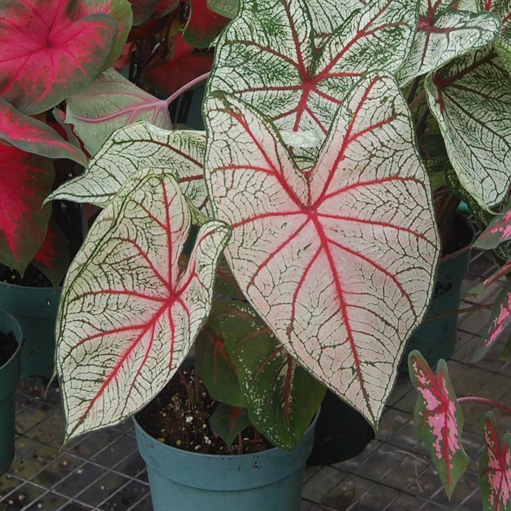 Pink, White &Green Caladium