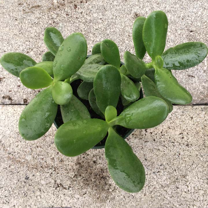 Crassula Jade