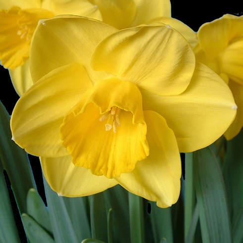Daffodil Blossom