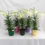6″ Easter Lilies with Pot Cover Options
