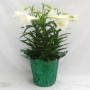 10″ Easter Lilies with Metallic Green Pot Cover