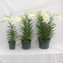 6″, 8″ & 10″ Easter Lilies