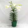 6″ Easter Lily with Metallic Green Pot Cover