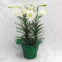 8″ Easter Lilies with Metallic Green Pot Cover