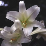 Easter Lily Blossom