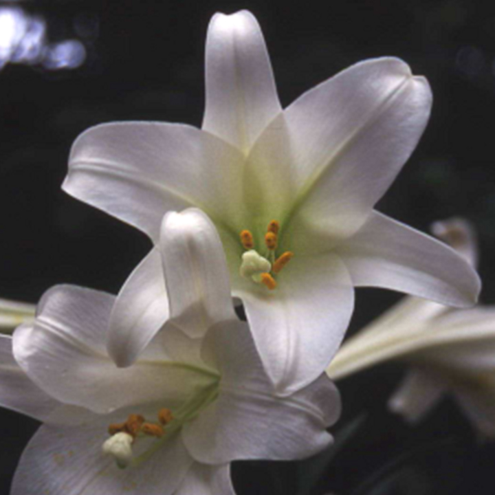 Easter Lily Blossom