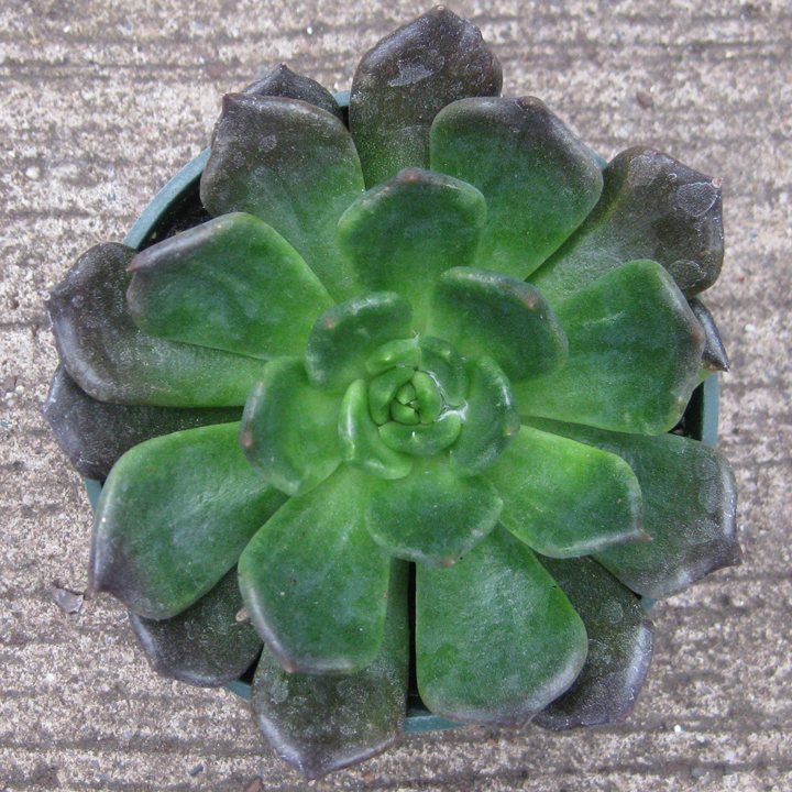 Echeveria Black Prince