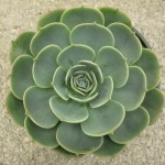 Echeveria Blue Glauca