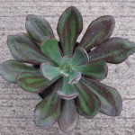 Echeveria Nodulosa