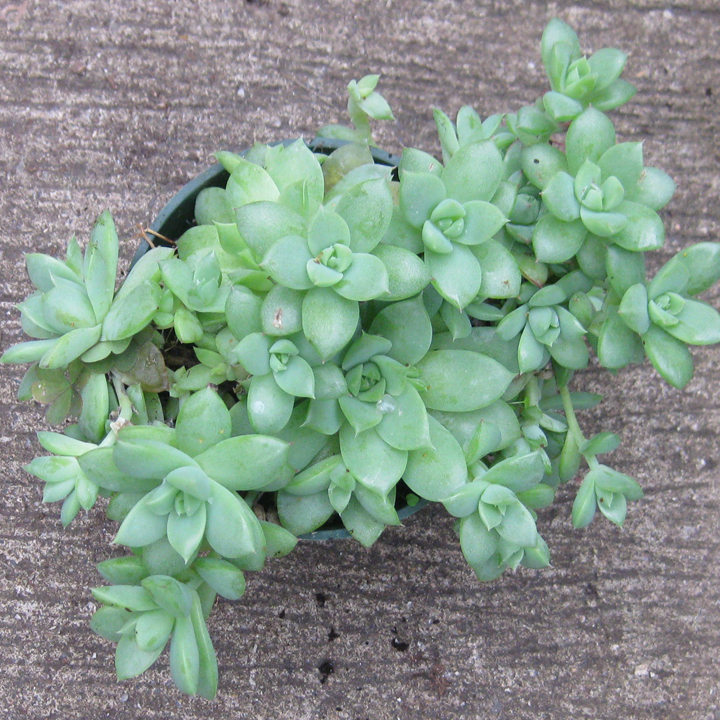 Graptopetalum Macdougalii