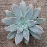 Graptopetalum Succulents - Image 2