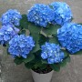 8″ Blue Hydrangea