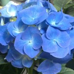 Blue Hydrangea Blossom