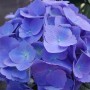 Blue Hydrangea Blossom