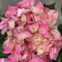 Pink Hydrangea Blossom
