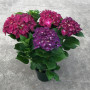 6.5″ Purple Hydrangea