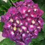 Purple Hydrangea Blossom