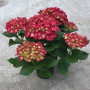 6.5″ Red Hydrangea