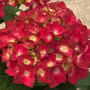 Red Hydrangea Blossom