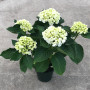 6.5″ White Hydrangea