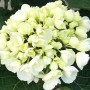 White Hydrangea Blossom