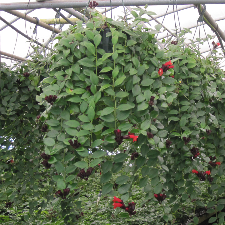 Mona Lisa Lipstick Hanging Baskets