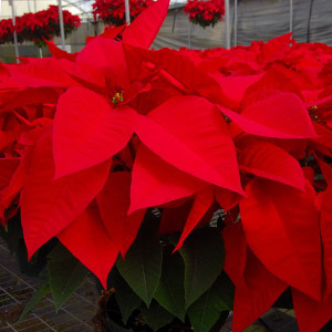 Poinsettia