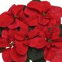 Christmas Mouse Red Poinsettia
