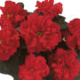Winter Rose Red Poinsettia
