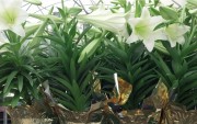 Easter Lilies