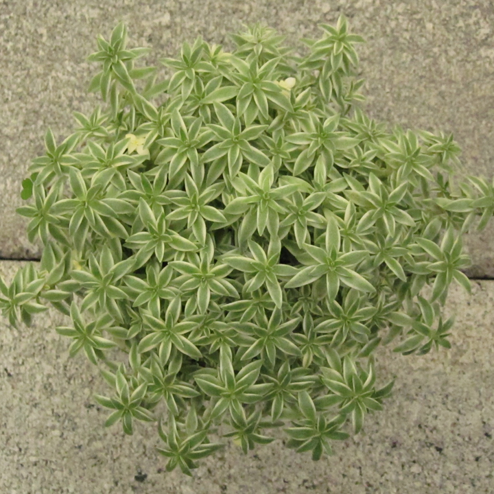 Sedum Lineare (Sea Urchin)