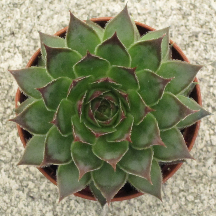 Sempervivum Black