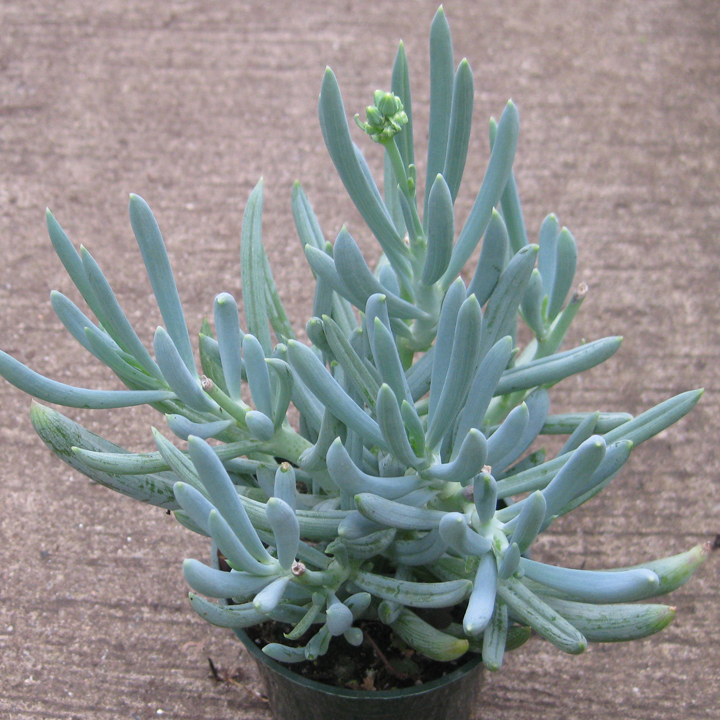 Senecio Mandraliscae (Blue)