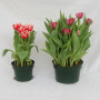 6″ & 8″ Tulips