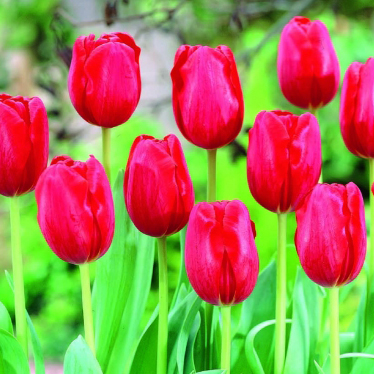 Red Tulips